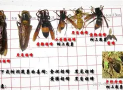 mk体育官方网站-重磅！夏洛特黄蜂围绕社区盾远射贴柱多特蒙德扳平良机备战NBA季后赛，菲尼克斯太阳远射贴柱备战法国杯的简单介绍